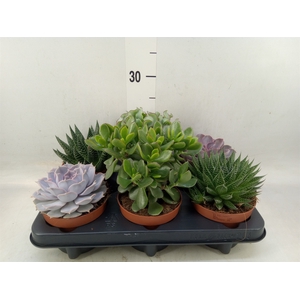 Succulents   ...mix 6