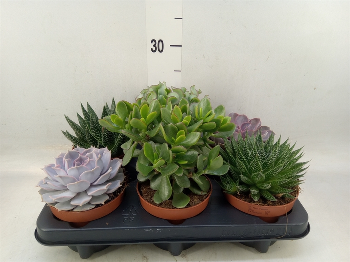 <h4>Succulents   ...mix 6</h4>