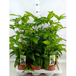 Dracaena surculosa