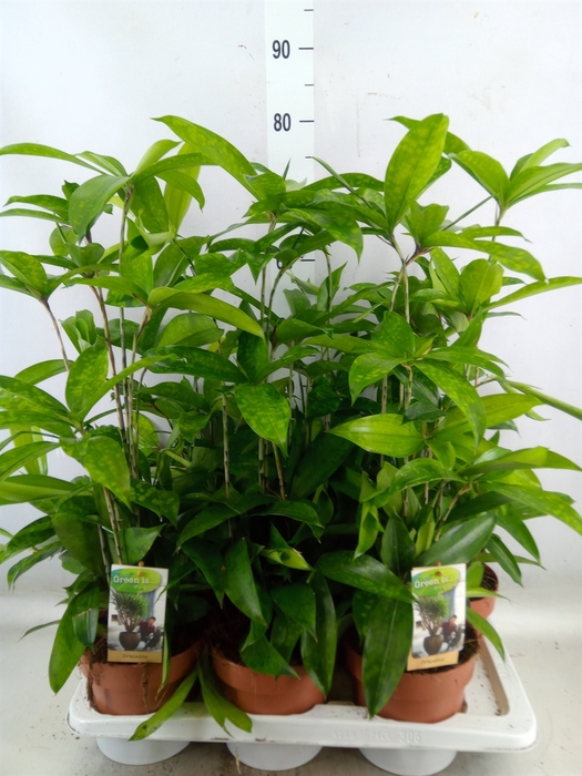 <h4>Dracaena surculosa</h4>