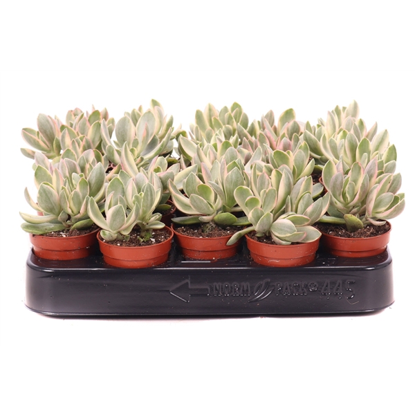 <h4>Crassula money maker Jade variegata 5,5 cm</h4>