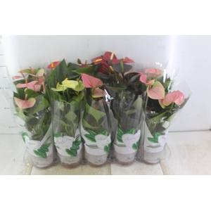 ANTHURIUM VARIADO P12