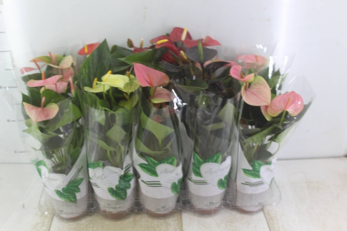 <h4>ANTHURIUM VARIADO P12</h4>