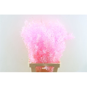 Pres Ruscus L. Pink P Stem