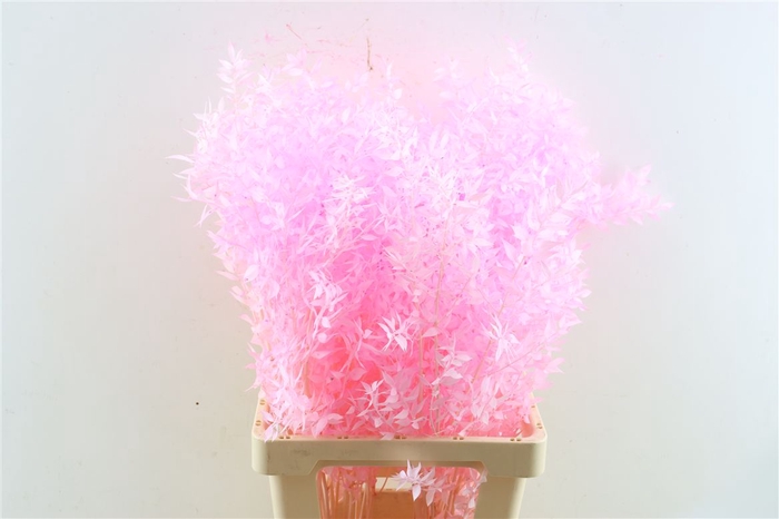<h4>Pres Ruscus L. Pink P Stem</h4>