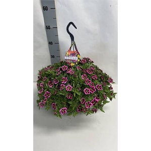 CALIBRACHOA NIGHT KISS HANGPOT P25