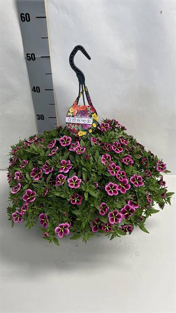 <h4>CALIBRACHOA NIGHT KISS HANGPOT P25</h4>