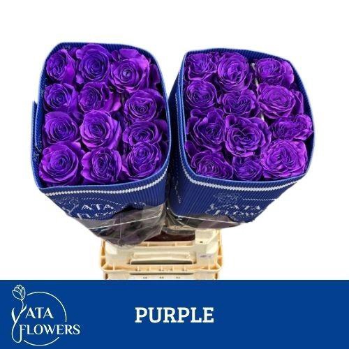 <h4>R Gr Tinted Purple</h4>