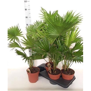 Livistona Rotundifol