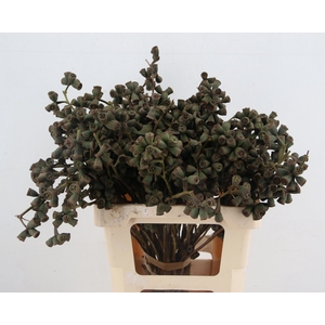 EUC EXOTICA BS
