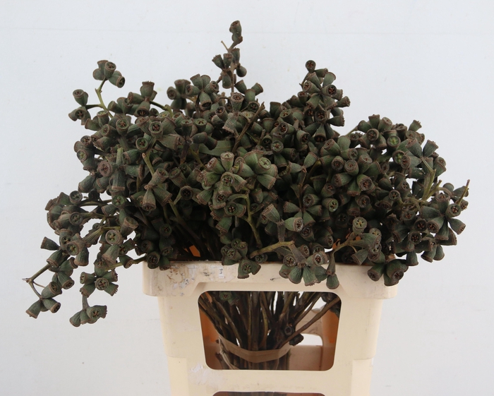 <h4>EUC EXOTICA BS</h4>