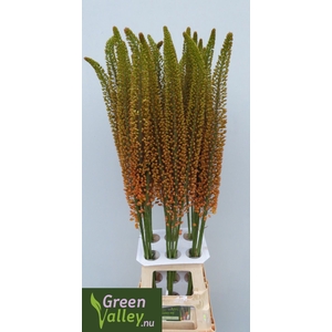 Eremurus Emmy-Ro