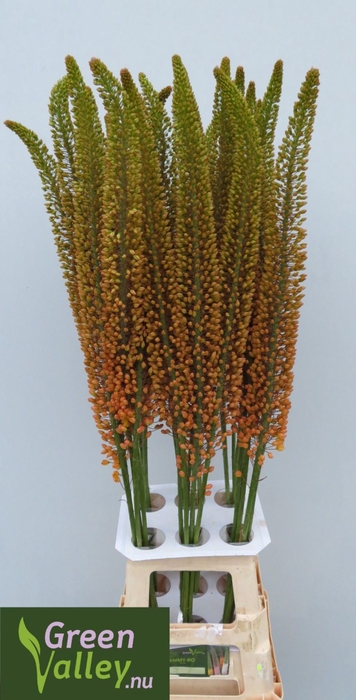 <h4>Eremurus Emmy-Ro</h4>