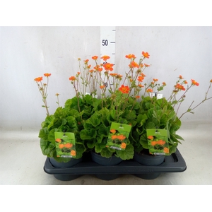 Geum coccineum 'Tosai'