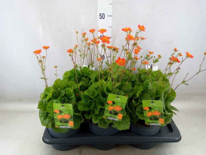 <h4>Geum coccineum 'Tosai'</h4>