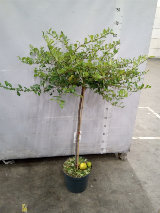 <h4>Chaenomeles superba 'Jet Trail'</h4>