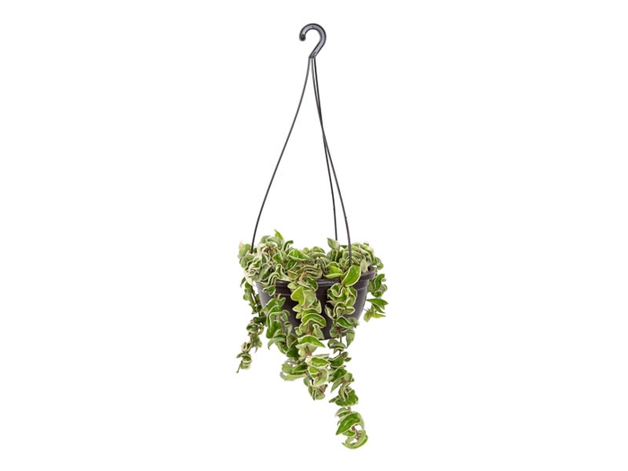 <h4>HOYA CARNOSA COMPACTA VARIEGATA C21</h4>