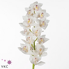 Mini cymbidium 'White Fair' 40 cm