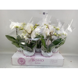 Phalaenopsis   ...white