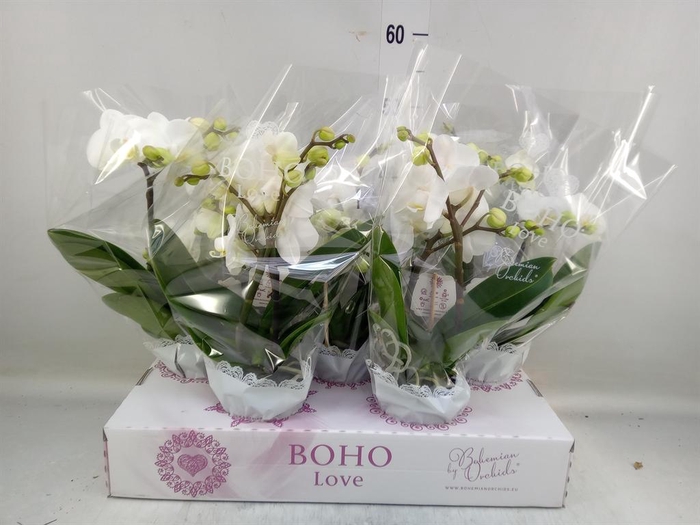 <h4>Phalaenopsis   ...white</h4>