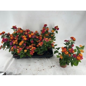 LANT C HAVANA ORANGE