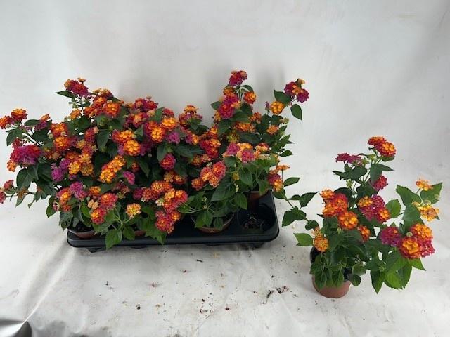 <h4>LANT C HAVANA ORANGE</h4>