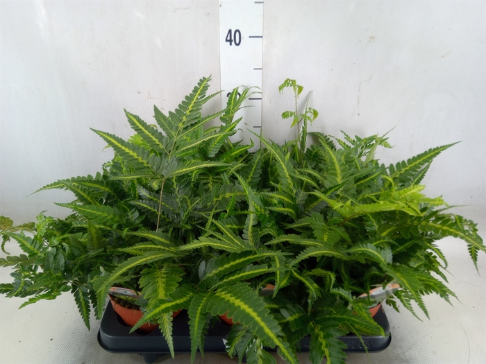 <h4>Arachniodes aristata 'Variegata'</h4>