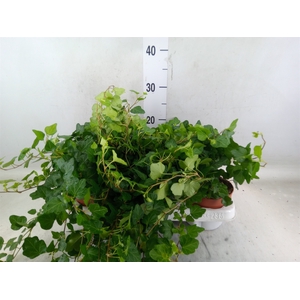 Hedera helix 'Wonder'