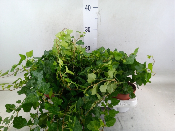 <h4>Hedera helix 'Wonder'</h4>