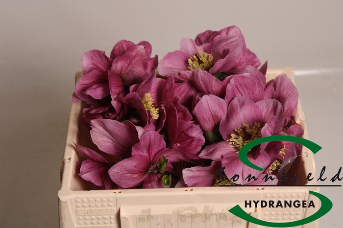 <h4>HELL AAR BELLA PINK</h4>