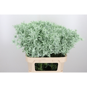 Eryn Orion Kl Bh Mint Groen