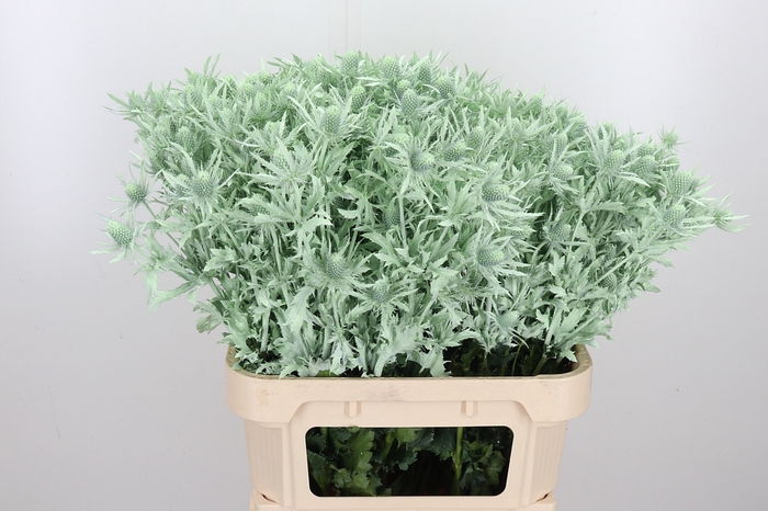 <h4>Eryn Orion Kl Bh Mint Groen</h4>