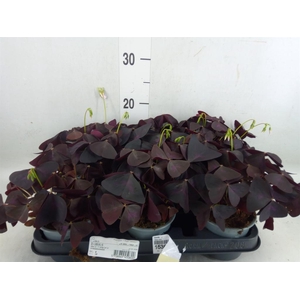 Oxalis   ...