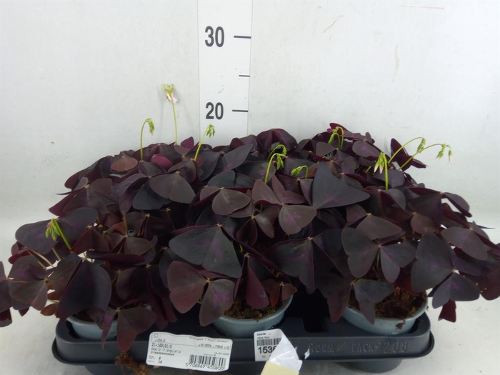 <h4>Oxalis   ...</h4>