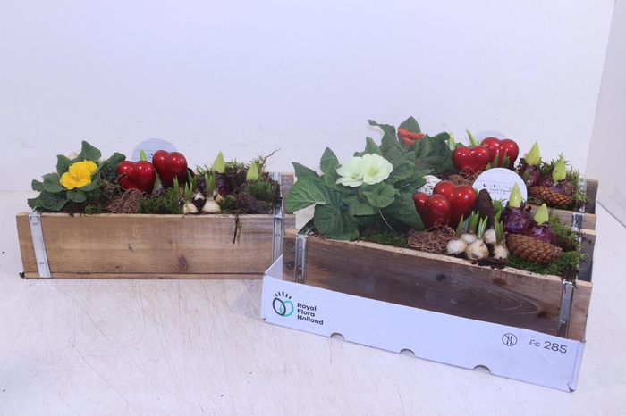 <h4>ARR TUINPLANTEN</h4>