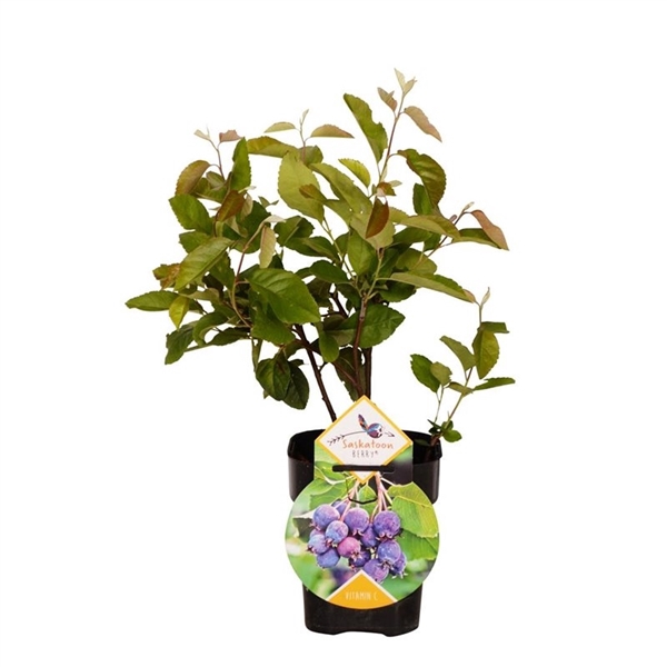 <h4>Amelanchier 'Saskatoon Berry' ®</h4>