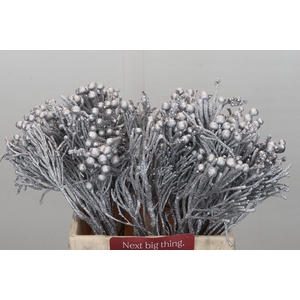 Kaaps Groen Silver Brunia Silver