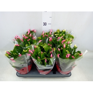 Schlumbergera   ...