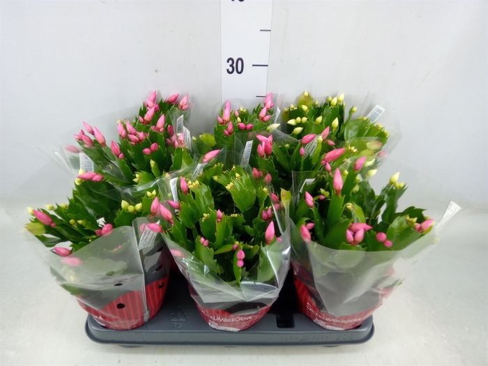 <h4>Schlumbergera   ...</h4>