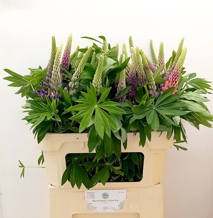 <h4>LUPINUS</h4>