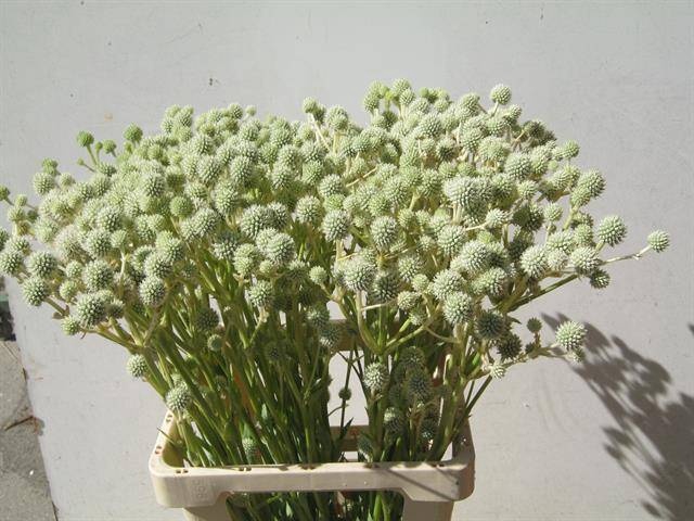 <h4>ERYN YU MAG GR GLOBE</h4>
