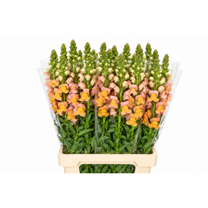 Antirrhinum Potomac Light Orange