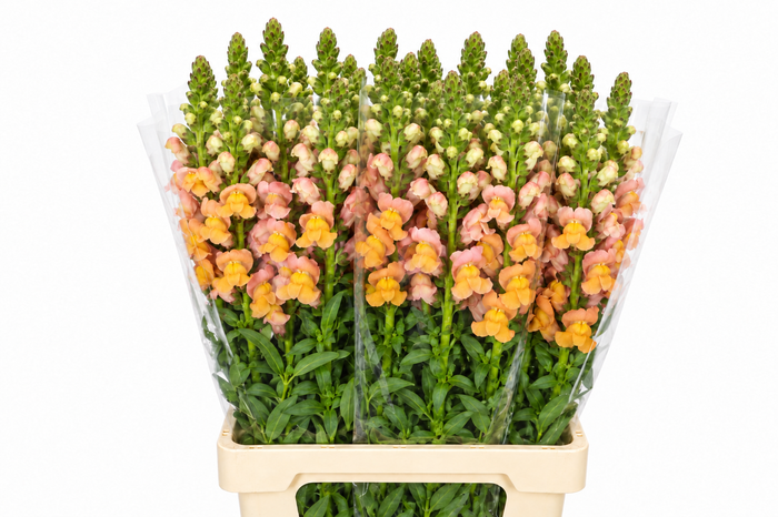 <h4>Antirrhinum Potomac Light Orange</h4>