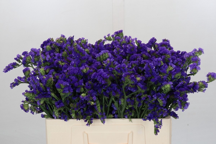 <h4>Limonium sinuatum Navy Sun Birds</h4>