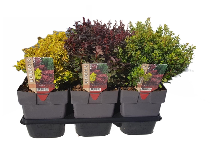 <h4>Berberis</h4>