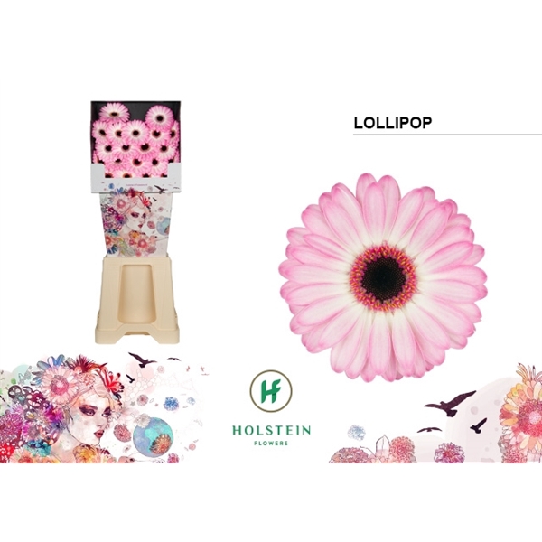 <h4>Ge Mi Lollipop Diamond Holstein</h4>