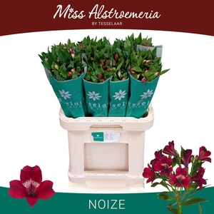 ALSTR NOIZE
