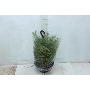 ASPARGO ALFINETE C21
