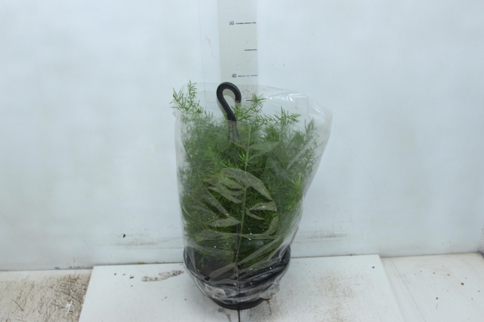 <h4>ASPARGO ALFINETE C21</h4>