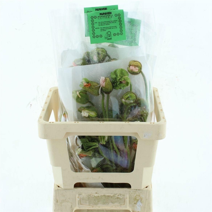 <h4>PAPA OR PIZZICATO</h4>